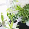 保持室內植物活力的初學者指南