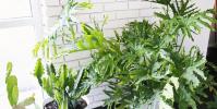 保持室內植物活力的初學者指南