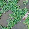 宿遷淺水藕套養小龍蝦帶動600余人就業