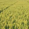 沭陽縣今年種植小麥139.38萬畝比上年增加1.18萬畝