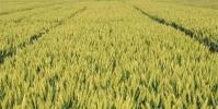 沭陽縣今年種植小麥139.38萬畝比上年增加1.18萬畝