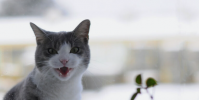 進行中的Meow攻擊已使超過1,000個數據庫崩潰卻沒有告訴任何人原因