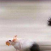 生活小知識：動物是如何辨別天敵和獵物的？