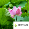 生活小知識：接天蓮葉是什么季節？