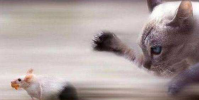 生活小知識:動物是如何辨別天敵和獵物的?