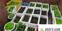 生活小知識:如何種植小青菜