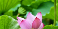 生活小知識:接天蓮葉是什么季節?