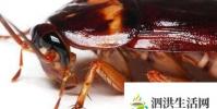生活小知識:廚房滅蟑螂的幾個小方法