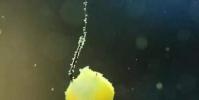 生活小知識:玉米怎么發酵釣魚