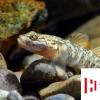 生活小知識：淡水蝦虎魚怎么養