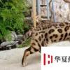 生活小知識：孟加拉豹貓怎么養
