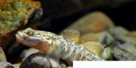生活小知識:淡水蝦虎魚怎么養