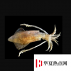 生活小知識：魷魚屬于魚類嗎？