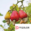 生活小知識：腰果殼有毒還是易碎？