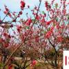 生活小知識：吉祥如意花怎么養