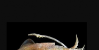 生活小知識:魷魚屬于魚類嗎?