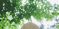 生活小知識:處暑后還要熱多久?