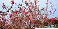 生活小知識:吉祥如意花怎么養