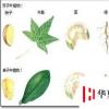 生活小知識：單子葉和雙子葉的區別是什么？