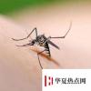 生活小知識：只有母蚊子才咬人，是真的嗎？