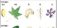 生活小知識:單子葉和雙子葉的區別是什么?