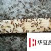 生活小知識：房間里有螞蟻怎么辦？臥室里有螞蟻
