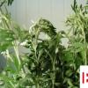 生活小知識：端午艾葉的妙用