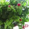 生活小知識：牡丹吊蘭不開花怎么辦