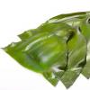 生活小知識：海帶的營養價值 吃海帶有哪些好處？