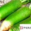生活小知識：大蘿卜怎么儲藏