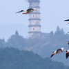 生活小知識：大雁如何知道什么時候開始遷徙？
