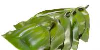生活小知識:海帶的營養價值 吃海帶有哪些好處?