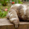 生活小知識：為什么在各國動物園中都見不到樹懶？