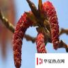 生活小知識：楊樹花是什么顏色？