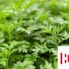 生活小知識：端午節，你帶回家的真的是艾草嗎？