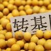 生活小知識：轉基因讓人不育！教你如何識別轉基因!