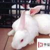 生活小知識：養兔子的一些技巧