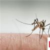 生活小知識：夏天蚊子來了，臥室如何防蚊？