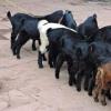 生活小知識：如何飼養育肥羊