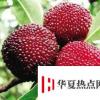 生活小知識：夏至酸梅湯的制作方法