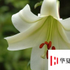生活小知識：七夕節快到了，送花攻略小技巧掌握好！