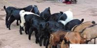 生活小知識:如何飼養育肥羊