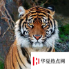 生活小知識：地球上體型最小的虎類是什么？