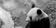 重慶動物園25歲大熊貓靈靈去世