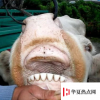 生活小知識：牛馬等哺乳動物可以通過什么來判斷年齡？