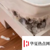 哈士奇拆家把77歲奶奶氣進醫院