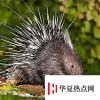 生活小知識：豪豬是豬嗎？