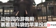 氣憤 游客用裹塑料袋蘋果投喂大象
