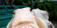 生活小知識:牛馬等哺乳動物可以通過什么來判斷年齡?