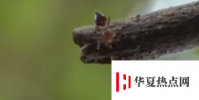 女子景區被紅火螞蟻叮咬心臟驟停